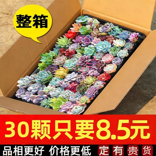 多肉植物清仓售卖不定时下架