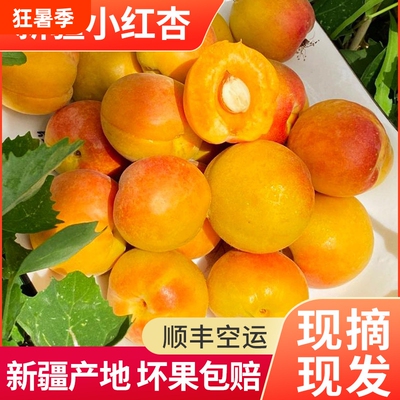 新疆小红杏子新鲜水果