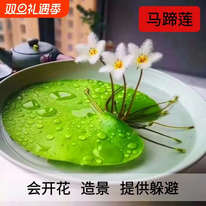 一叶莲浮萍水草植物鱼缸造景水培植物水芙蓉水葫芦和鱼共养古法