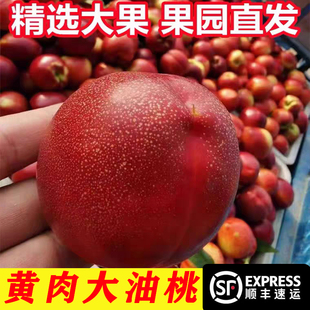砀山黄心油桃应季大桃子新鲜水果当季整箱顺丰包邮孕妇蜜桃鲜果