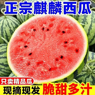 正宗冰糖麒麟西瓜当季水果新鲜水果美都麒麟瓜现摘批发价无籽有籽