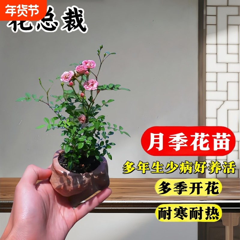 月季花超微月季花苗盆栽玫瑰小苗花卉爬藤植物果汁阳台绿植好养活,鲜花速递/花卉仿真/绿植园艺,月季/蔷薇/玫瑰,淘宝优惠券,粉丝福利购,淘宝优惠卷