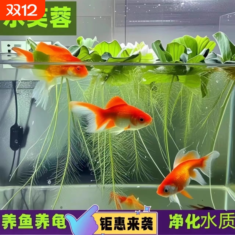 水芙蓉浮萍水草植物水池塘水面养鱼养龟水培绿植绿化造景水质淡水