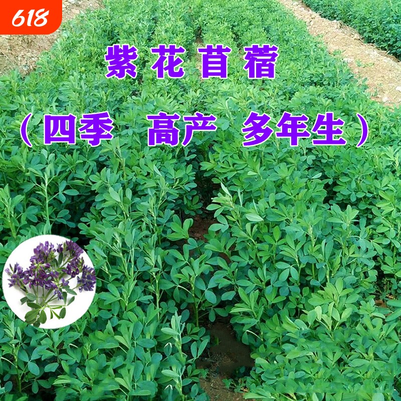 紫花苜蓿草四季免鱼草籽种植牧草种子孑食用植物多年生苜蓿芽大叶