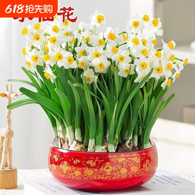 水仙花种球水培室内盆栽植物冬季好养耐寒种子四季花卉开花阳台