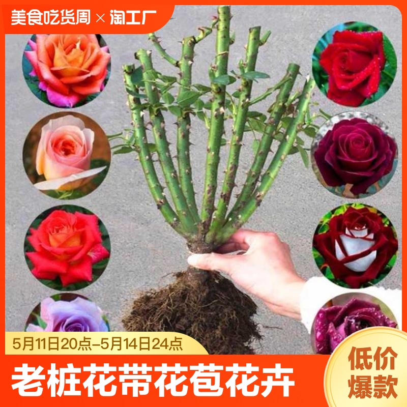 玫瑰花苗老桩花带花苞花卉绿植物盆栽月季蔷薇室内外四季开花基地 鲜花速递/花卉仿真/绿植园艺 时令草本花卉 原图主图