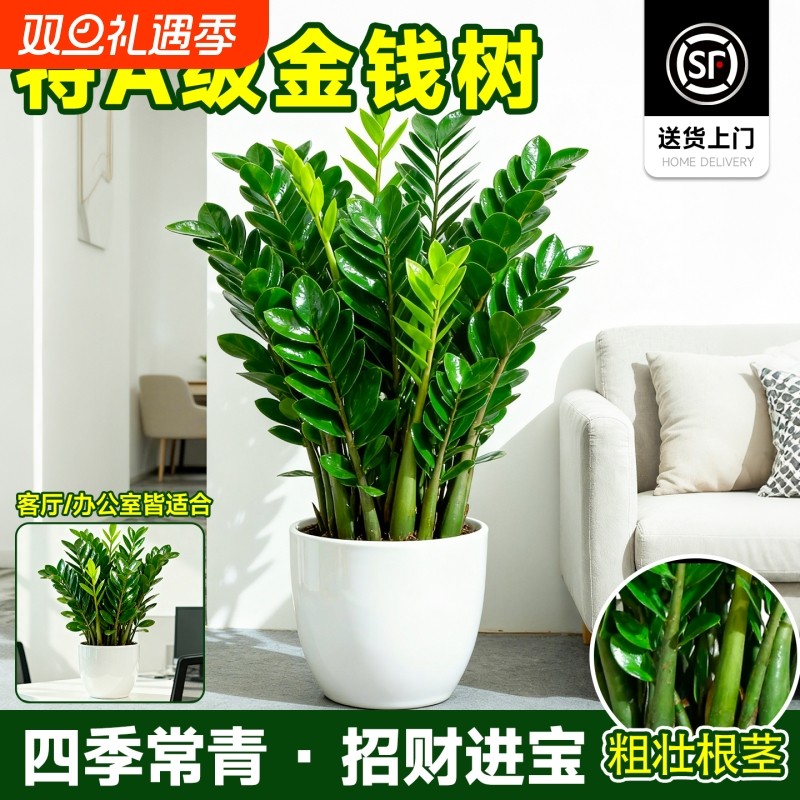 金钱树客厅大盆栽室内型绿