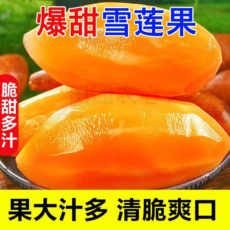 雪莲果新鲜水果应当季现挖红黄心云南天山雪莲果