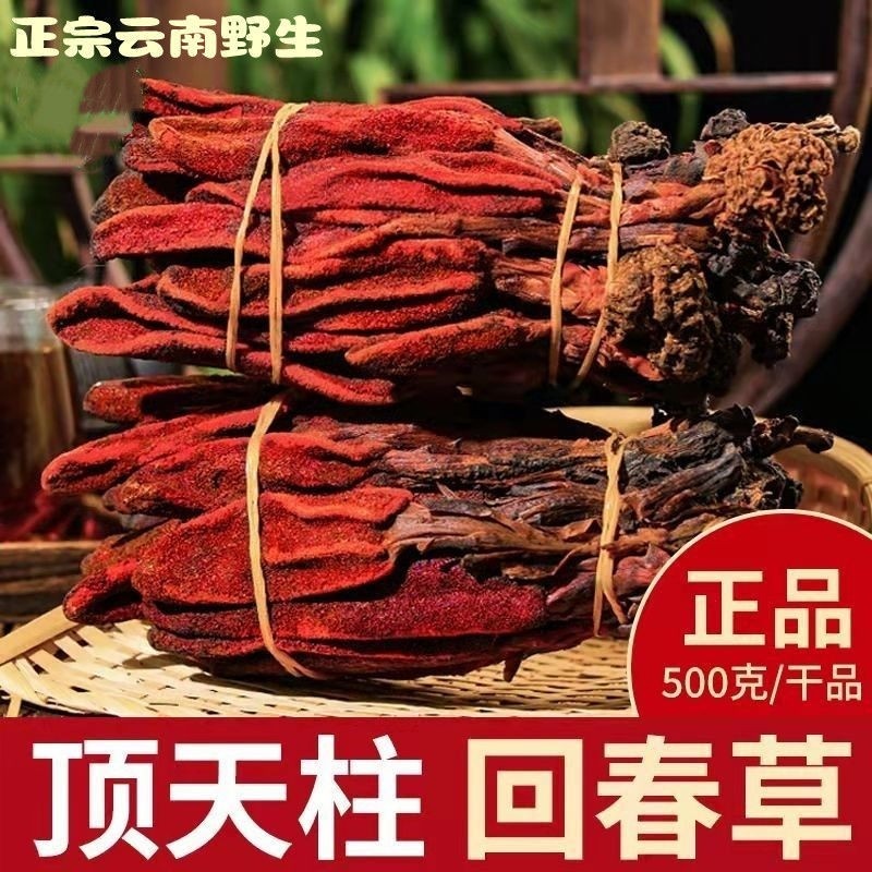 云南回春草野生泡水红茶茴椿草一斤肉苁蓉锁阳不老草深山采