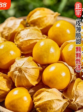 【爆款推荐】丹东菇娘果东北特产