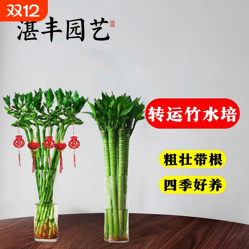 富贵竹转运竹室内客厅绿植