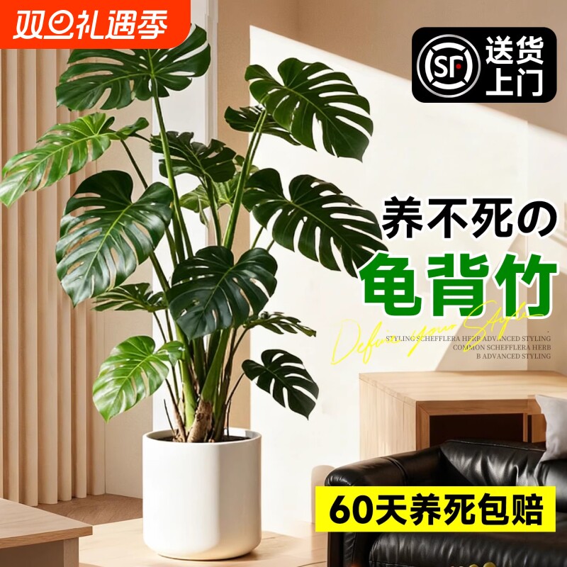 龟背竹客厅大盆栽老桩植物办公室大型绿植室内盆景净化空气除甲醛