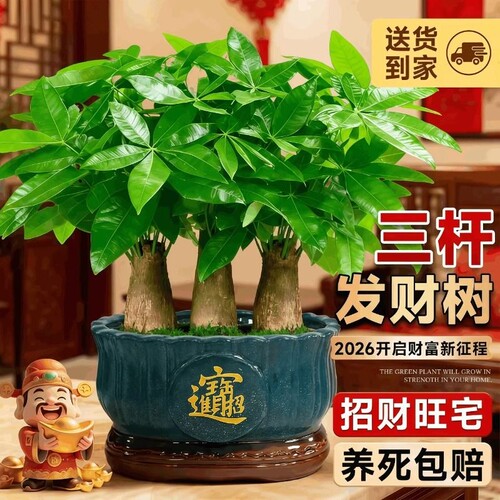 三杆发财树小盆栽办公室绿植桌面室内植物四季常青招财树好养送礼