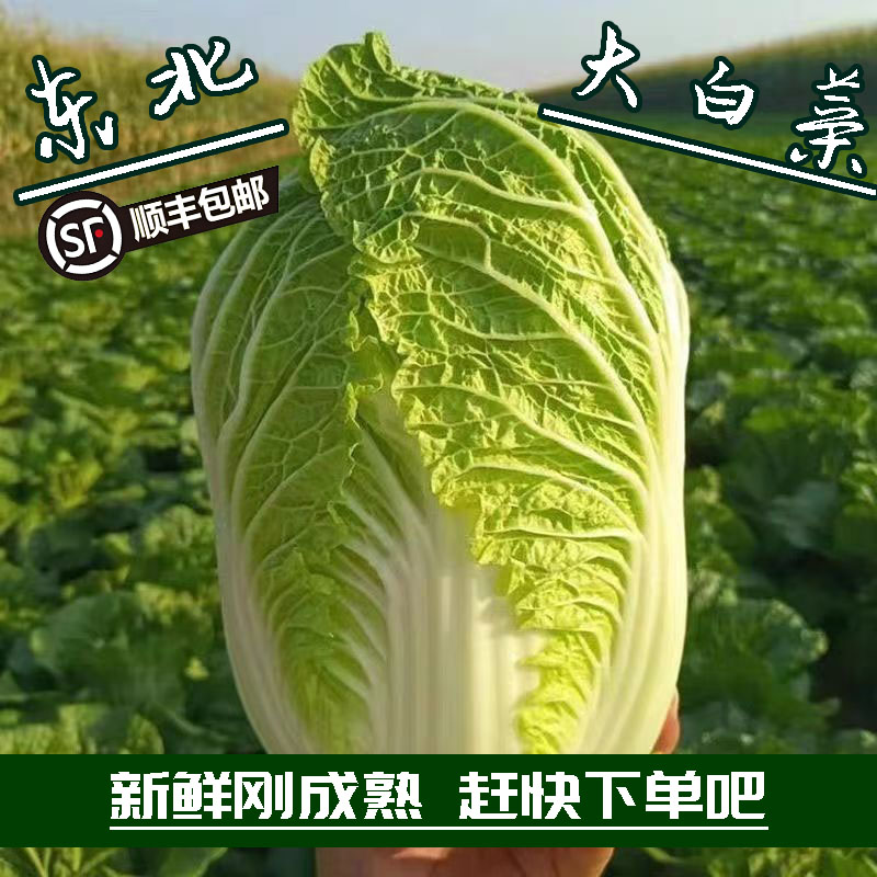 正宗东北25年霜打大白菜新鲜冬储菜可做酸菜辣白菜炖菜火锅菜好吃