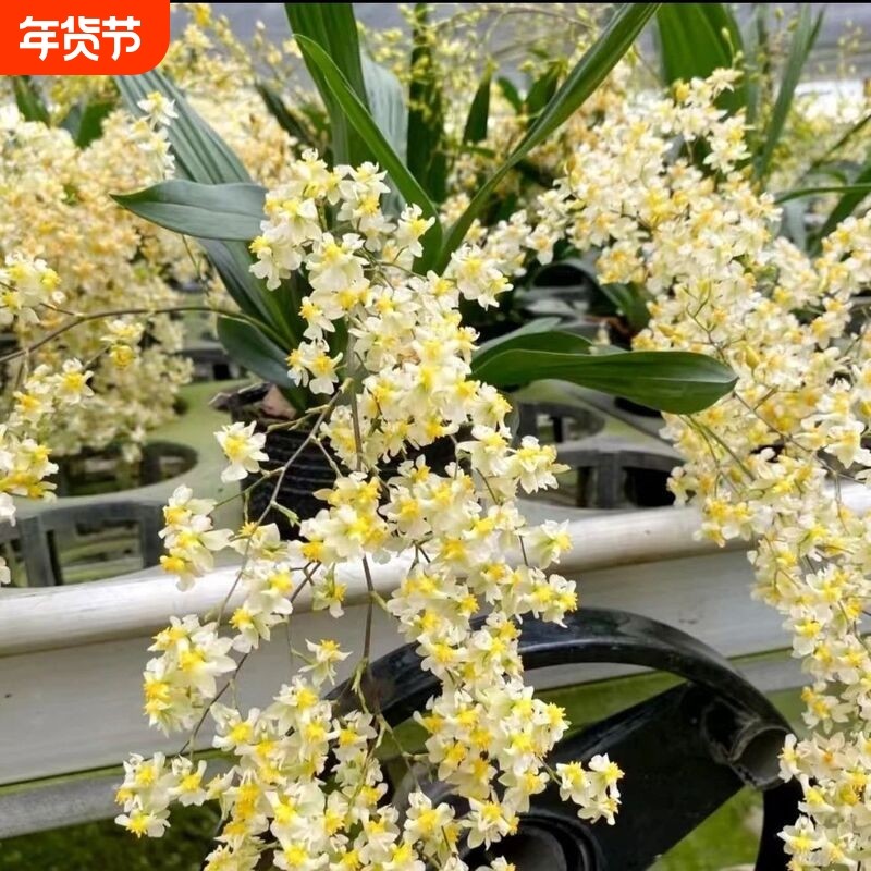 带花苞12-15支花米白色梦香文心兰开花香室内盆栽花卉绿植客厅,鲜花速递/花卉仿真/绿植园艺,时令草本花卉,淘宝优惠券,粉丝福利购,淘宝优惠卷