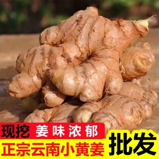 新云南特级小黄姜批发红河新鲜蔬菜调味生姜老姜现挖高山土姜