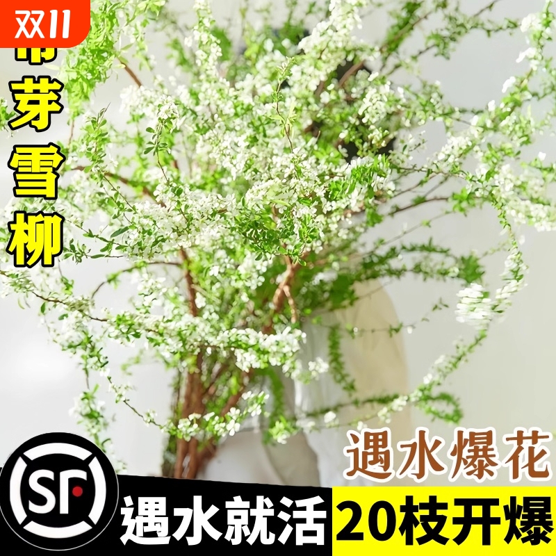 雪柳鲜枝干枝水培鲜切花基地直发