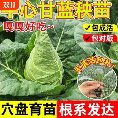 沭韩秋冬基地直发蔬菜苗现挖现发