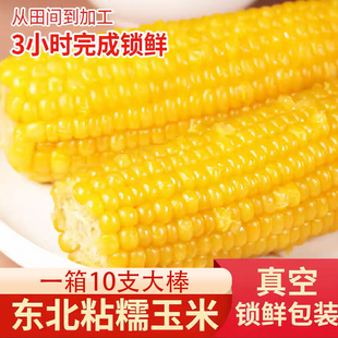 东北黄糯玉米黏玉米粘香甜软糯拉丝黑土种植一年只产一季早晚代餐