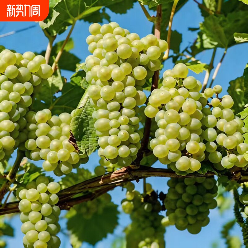 蓝宝石葡萄苗葡萄树苗嫁接盆栽阳光玫瑰果树苗南北方种植庭院爬藤