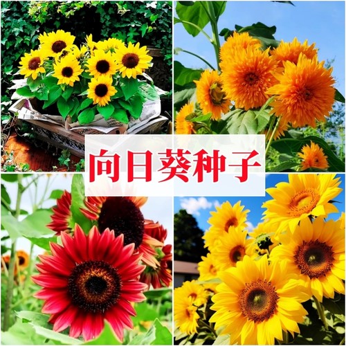 观赏矮向日葵种子|超4000次加购