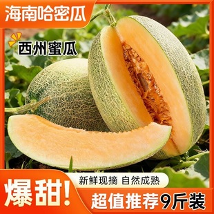 正宗海南哈密瓜西州蜜脆甜多汁热带应当季孕妇可食水果一整箱批发