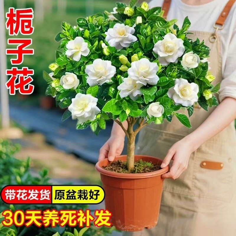 独杆棒棒糖牡丹栀子花盆栽花卉植物室内阳台花卉浓香型树苗好养