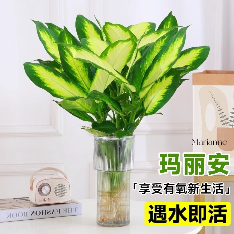 玛丽安水培植物盆栽万年青绿植室内好养富贵竹客厅花卉除甲醛桌面