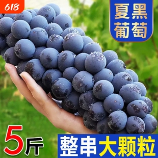 空运葡萄现摘夏黑无籽黑蜜整串装新鲜水果非巨峰黑