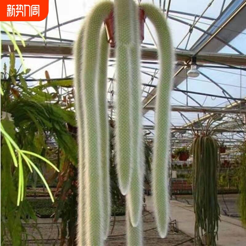 九尾狐多肉软毛盆栽猴尾柱长毛植物尾巴开花垂吊室内办公室好养