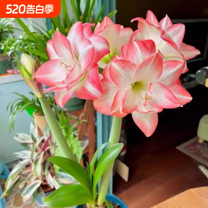 花开朱顶红重瓣耐寒室内外阳台花卉大球开花景观植株童话花孔雀