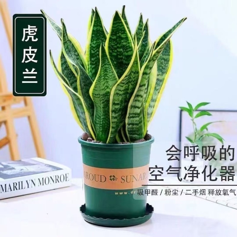 金边虎皮兰盆栽多肉易活水培植物绿植办公大全客厅虎尾兰室内花卉