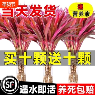 富贵竹水培植物紫竹粗杆带根水养客厅招财竹子室内绿植发财竹好养