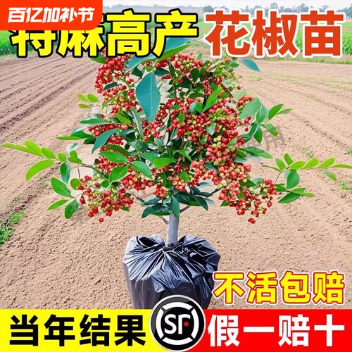 正宗四川大红袍花椒树苗食用盆栽地栽南北种植花椒苗麻椒青花椒苗