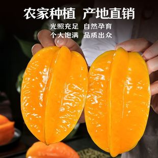 福建漳州甜杨桃5斤新鲜水果整箱包邮应当季洋桃红扬桃五角星阳桃