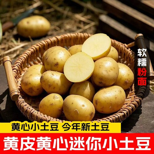 新鲜正宗富硒黄心小土豆