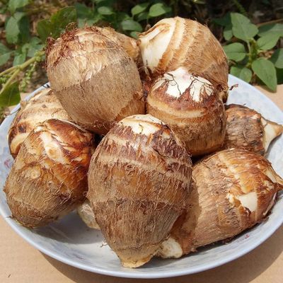 现挖山东新鲜牛奶小芋头毛芋艿香芋孕妇应季蔬菜软糯香滑粉糯