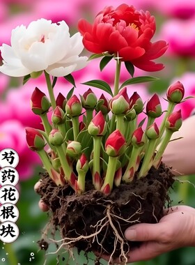 重瓣大花芍药花苗种根根块盆栽花