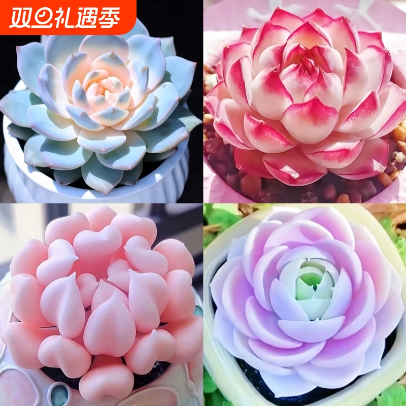 新手组合套餐多肉桃蛋纯爱蓝姬莲防辐射盆栽好养活耐热教师节植物