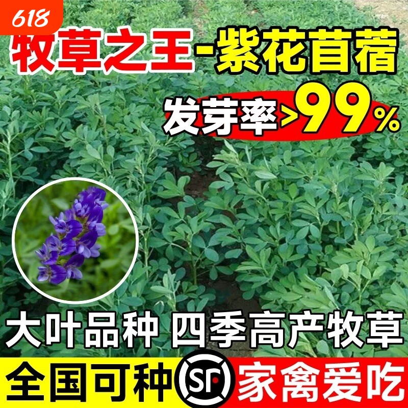 紫花苜蓿种子多年生草籽四季养殖牧草种籽喂鱼兔鹅鸡鸭牛鱼草草种