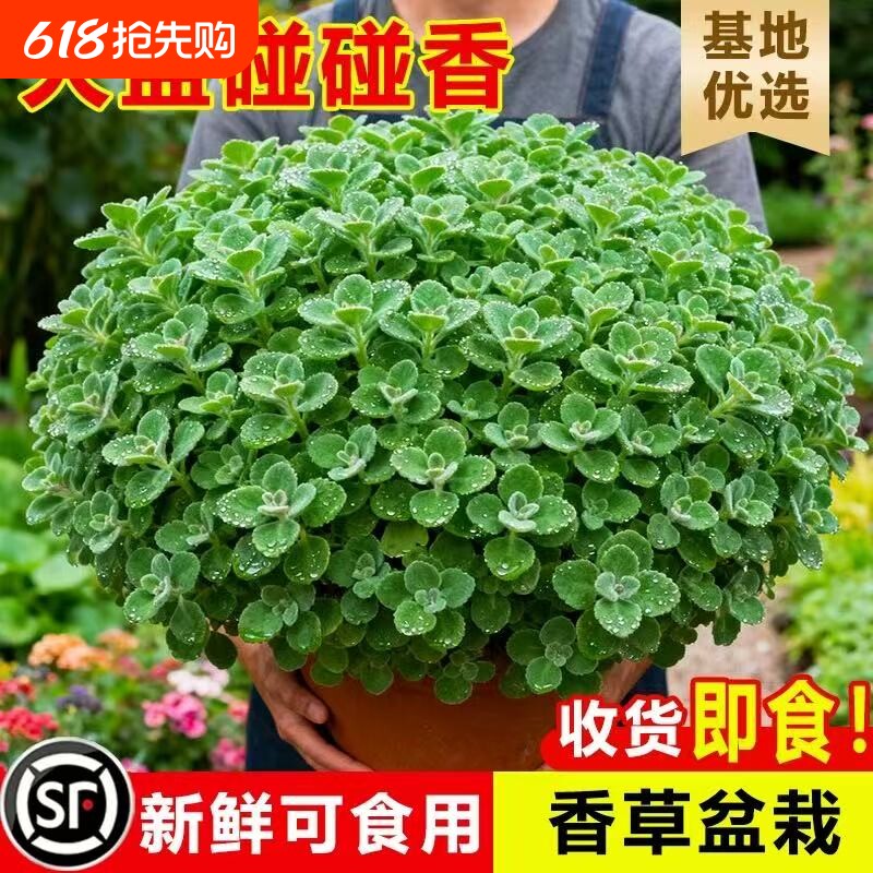 碰碰香盆栽室内多肉植物薄荷驱蚊草花卉净化空气绿植一抹香可食用