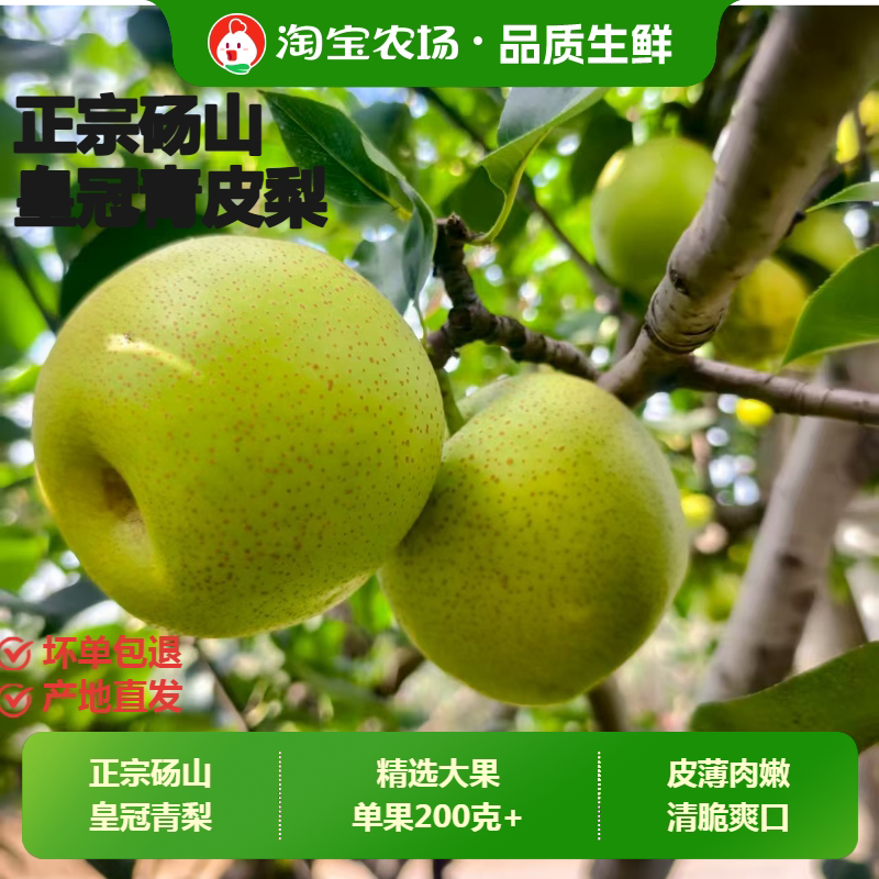 青皇冠梨当季新鲜采摘水果时令口感汁水多脆甜自然熟露天图片