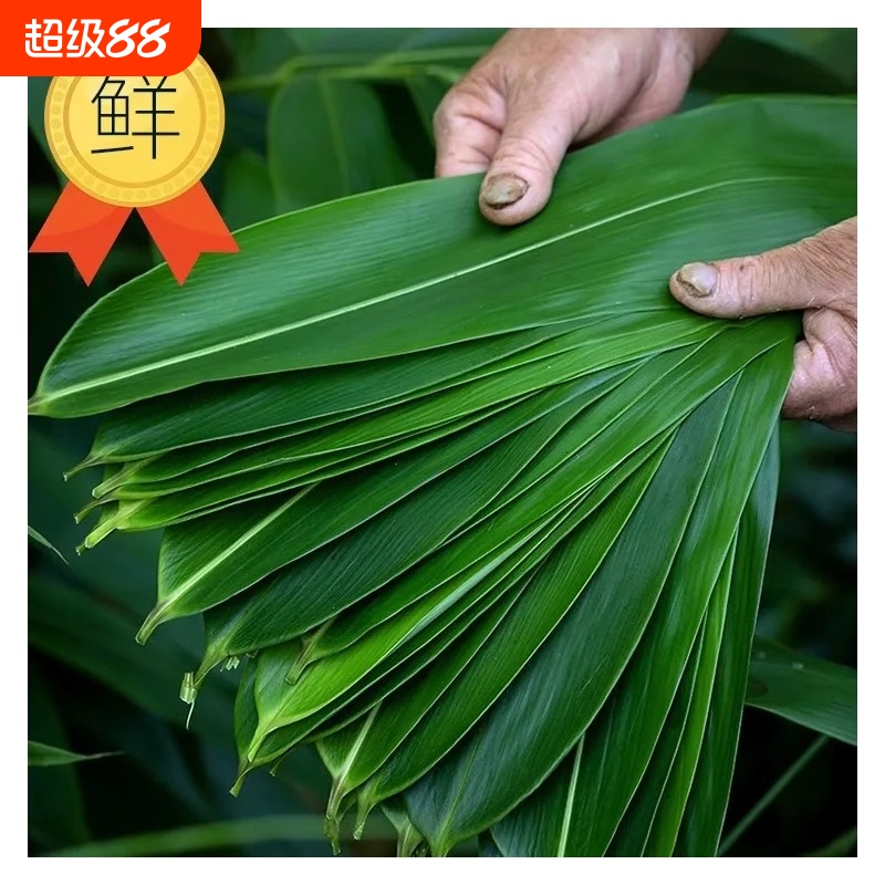 新鲜精选特大号粽叶天然野生宽大包粽子的竹叶超大号麻竹叶商用