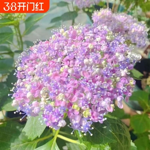 绣球花苗无尽夏大花绣球八仙花室内阳台花盆栽耐寒耐热四季开大花