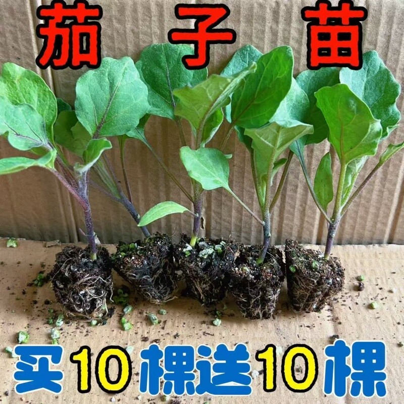 茄子蔬菜苗子茄子苗杭茄苗紫大龙长茄种子基地大面积种植菜苗小苗