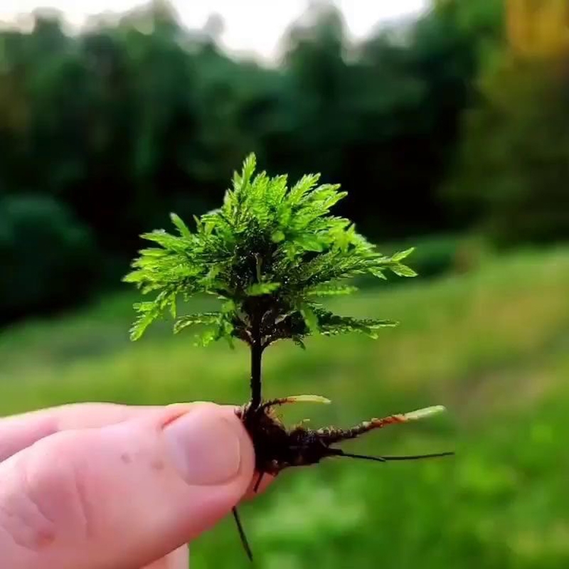 鱼草万年活体耐低温生态瓶