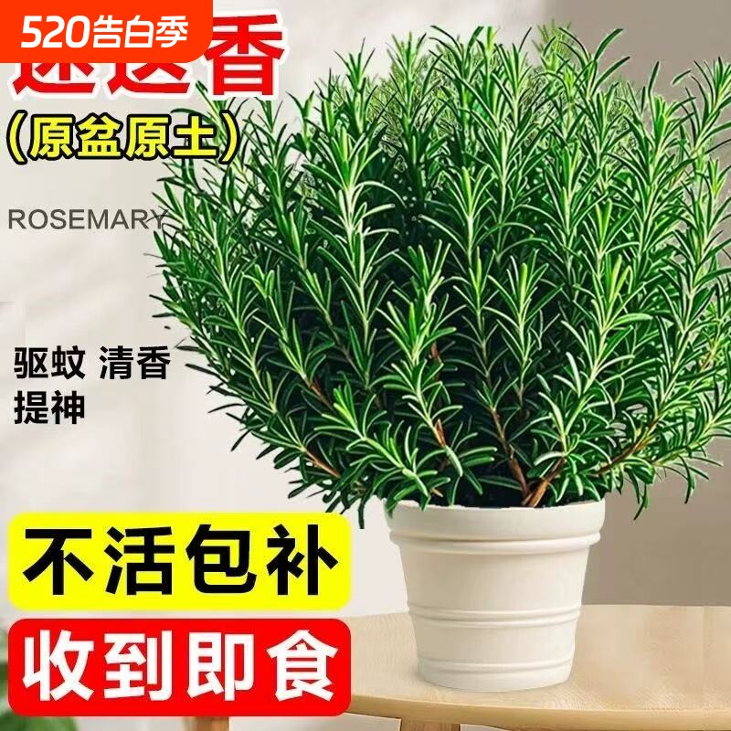 迷迭香盆栽可食用薄荷香草水培植物室内驱蚊草花卉绿植九里香驱虫