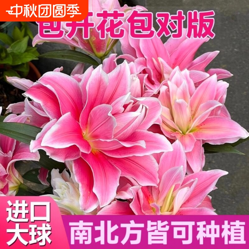 冰美人百合盆栽种球|千人加购										