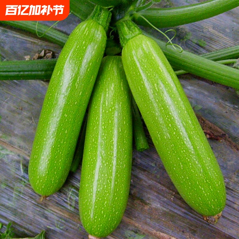 西葫芦种子苗四季盆栽种籽蔬菜春冬季大全瓜孑瓜苗水果爬地高产