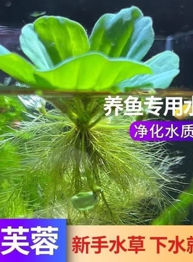 龟缸造景植物水培水芙蓉水面浮萍绿植躲避室内摆件水草水质养龟